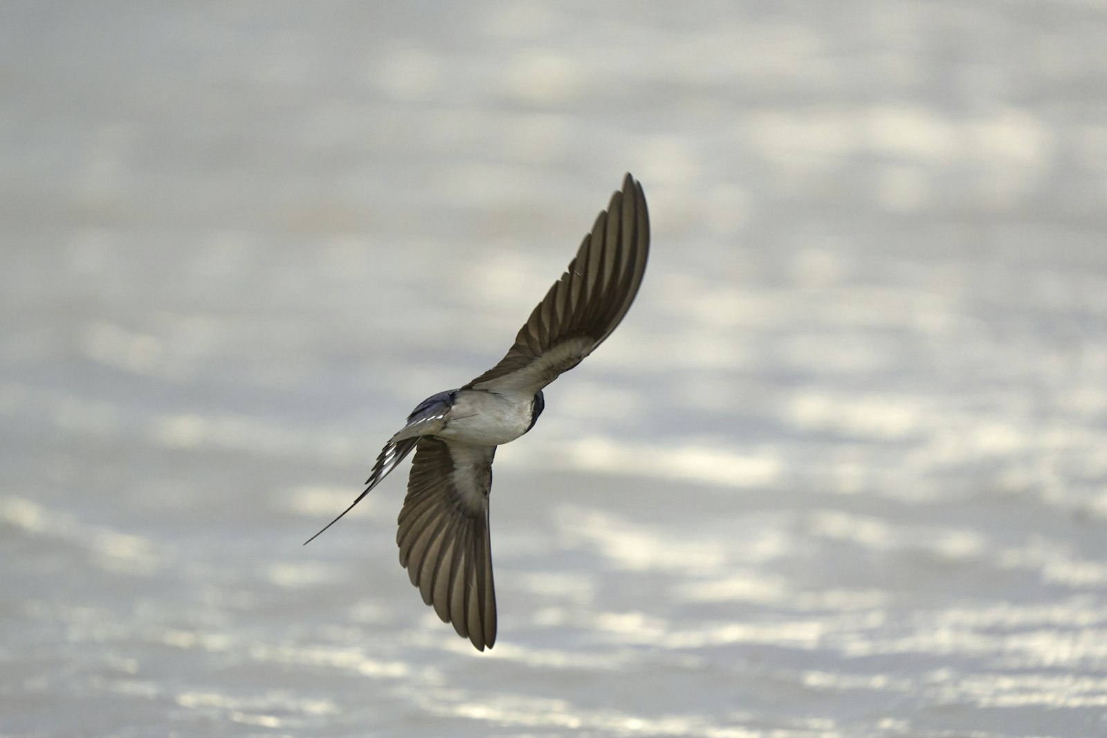 Swallow flying over water