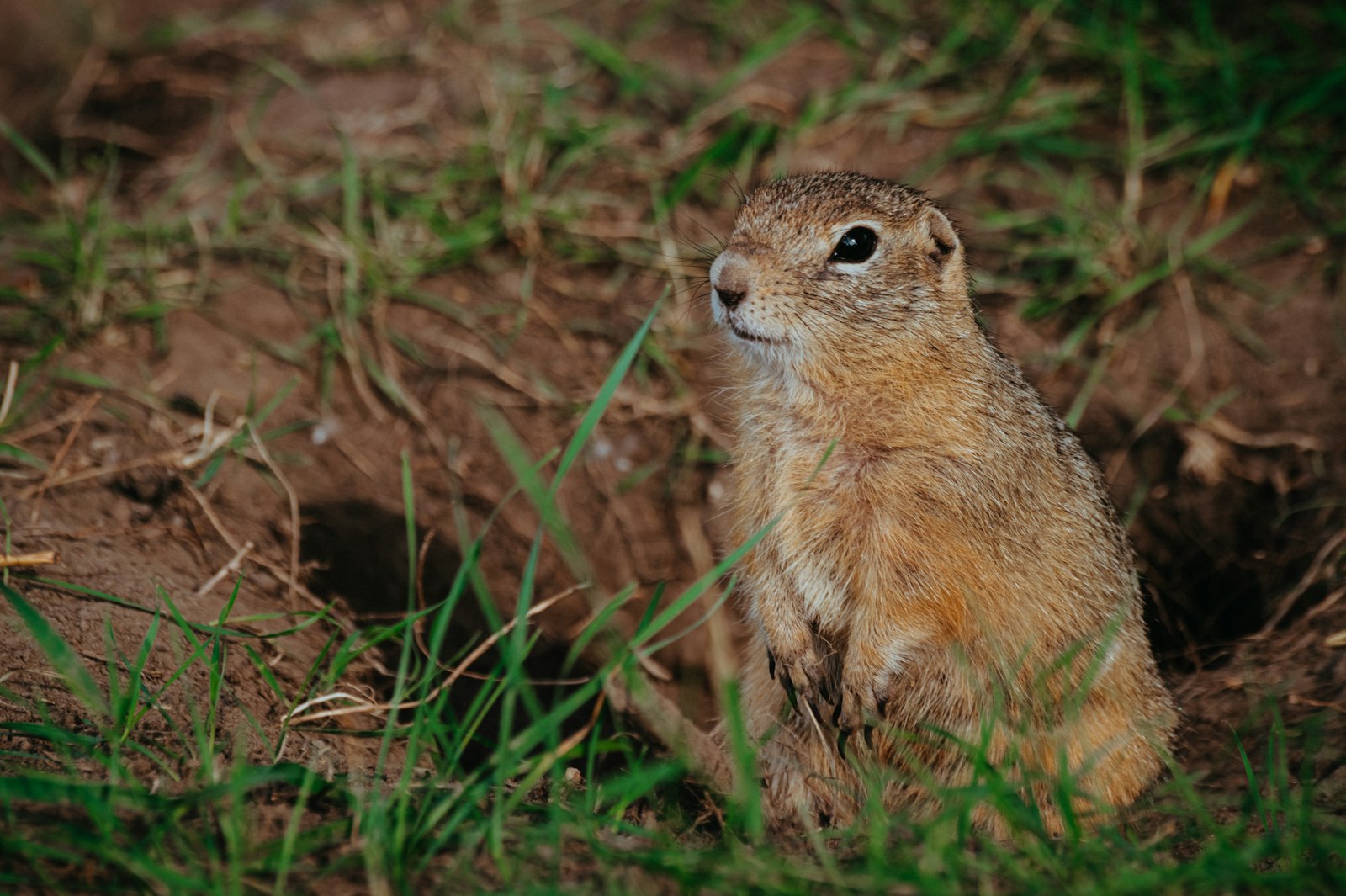 Gopher peering out of its burrow